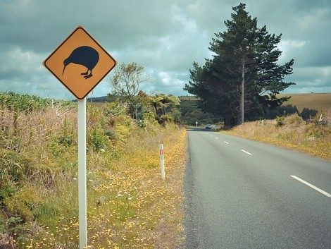 Pozor přes cestu přechází Kiwi