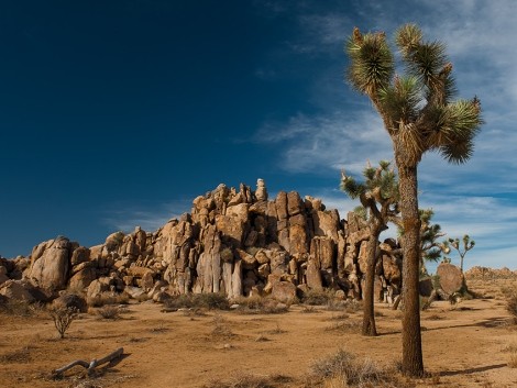 Národní park Joshua Tree