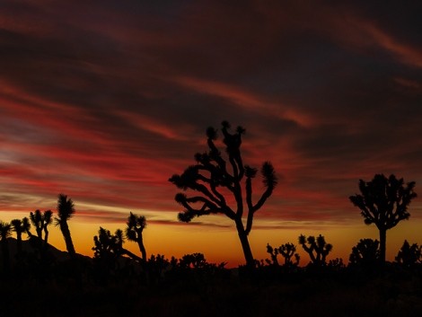 Večerní rozloučení s joshua tree