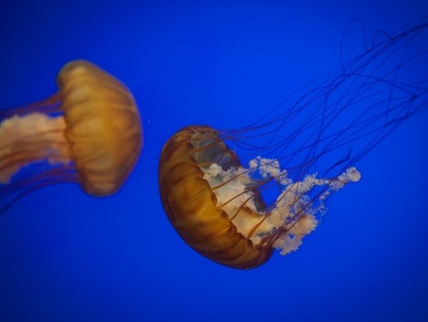 Krásné medúzy 