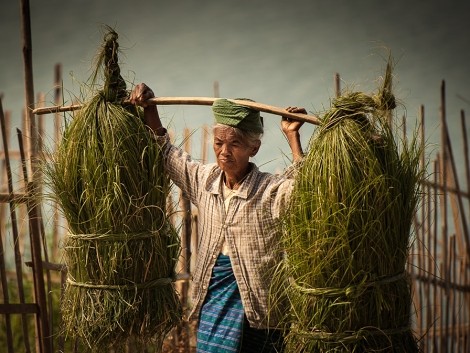 Barmská babička jde z pole domů