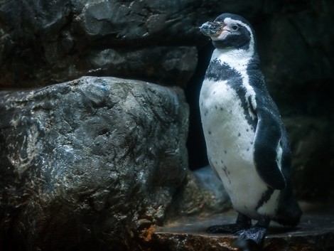 Modelka tučňák Humboldtův