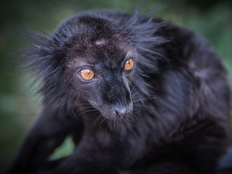 Lemur a jeho zvířecí pohled