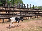 galerie Polonnaruwa