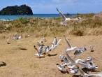 galerie Mt.Maunganui