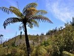 galerie Kauri Forest