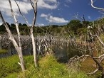 galerie Kauri Forest