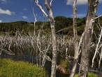 galerie Kauri Forest