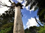 galerie Kauri Forest