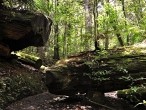 galerie Kauri Forest