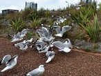 galerie Cape Reinga