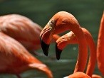 galerie Singapore Bird park