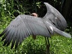 galerie Singapore Bird park