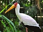 galerie Singapore Bird park