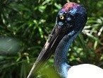 galerie Singapore Bird park