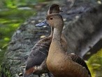 galerie Singapore Bird park