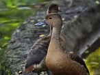 galerie Singapore Bird park