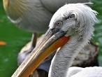 galerie Singapore Bird park