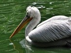 galerie Singapore Bird park