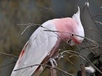 galerie Singapore Bird park