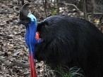 galerie Singapore Bird park