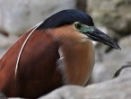 galerie Singapore Bird park