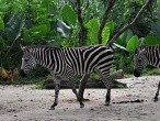 galerie Singapore ZOO