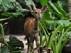 galerie Singapore ZOO