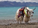 galerie Namtso Lake