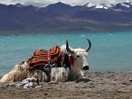 galerie Namtso Lake