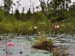 galerie Lake Chini