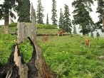 galerie gulmarg