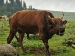 galerie gulmarg