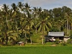 galerie Tip of Borneo