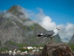 galerie lofoten reine