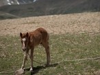 Kyan Tso Plain