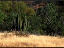 Hermosillo