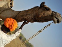 Camel Safari