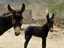 Khardung