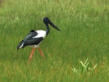 Jabiru