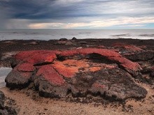 Hamelin Pool