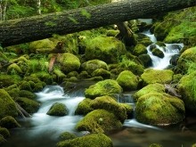 Umpqua State Park